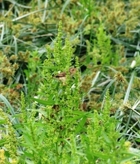 Prinia flaviventris sonitans