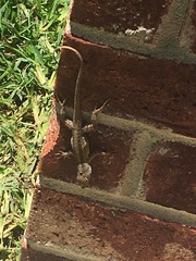 Anolis sagrei