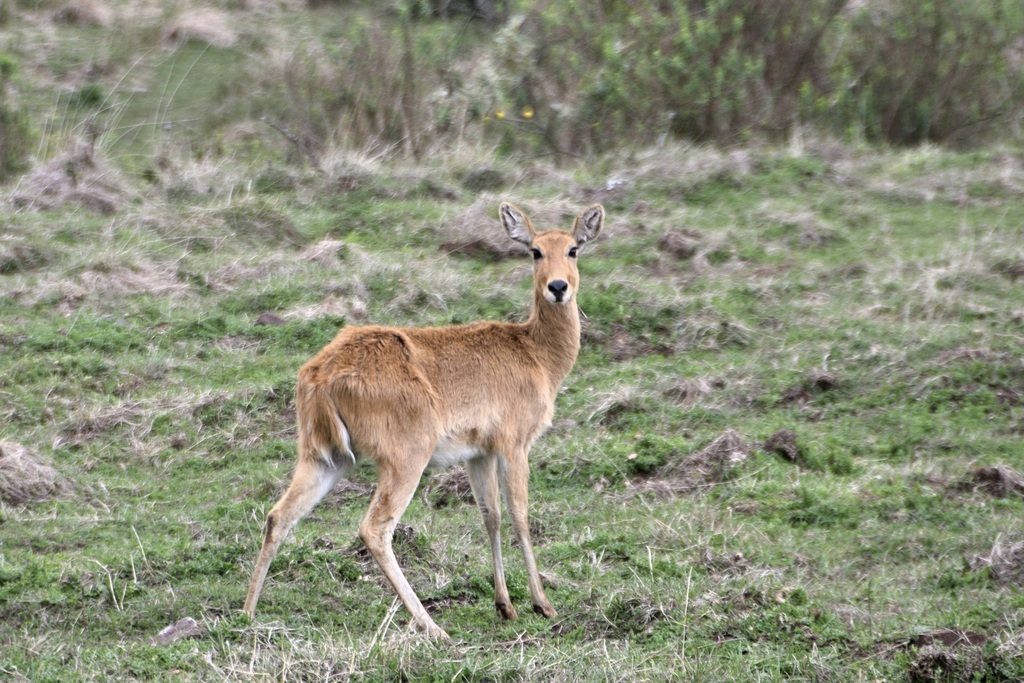 Redunca redunca, Bale, Ethiopia, by gosando