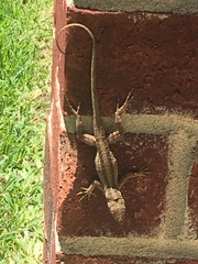 Anolis sagrei