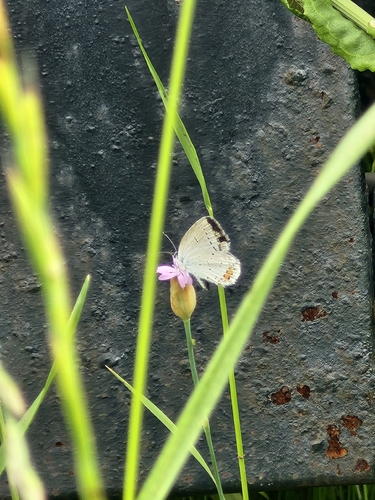 Short-tailed Blue