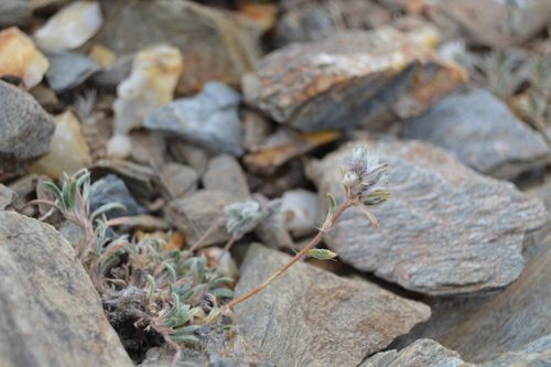 Montiopsis gilliesii, photograph 2