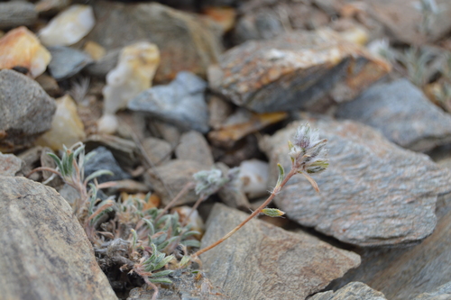 Montiopsis gilliesii