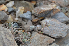 Montiopsis gilliesii
