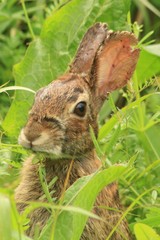 Sylvilagus floridanus