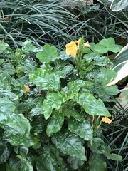 Crossandra infundibuliformis