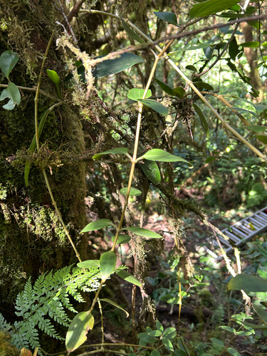 Schiedea lychnoides observed 2025-06-06