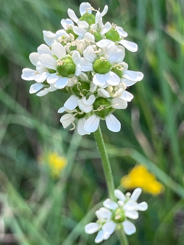 Silene sendtneri, photograph 5