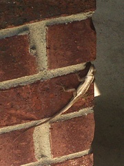 Anolis sagrei