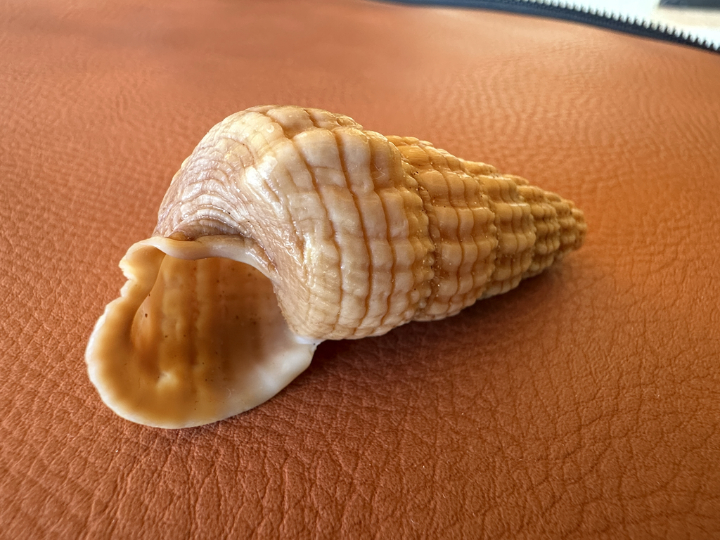 Cerithidea reidi