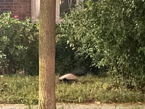 Striped Skunk