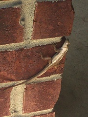 Anolis sagrei