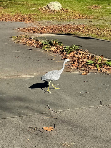 White-faced Heron