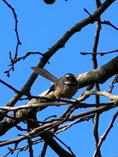 North Island Fantail