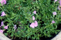 Petunia