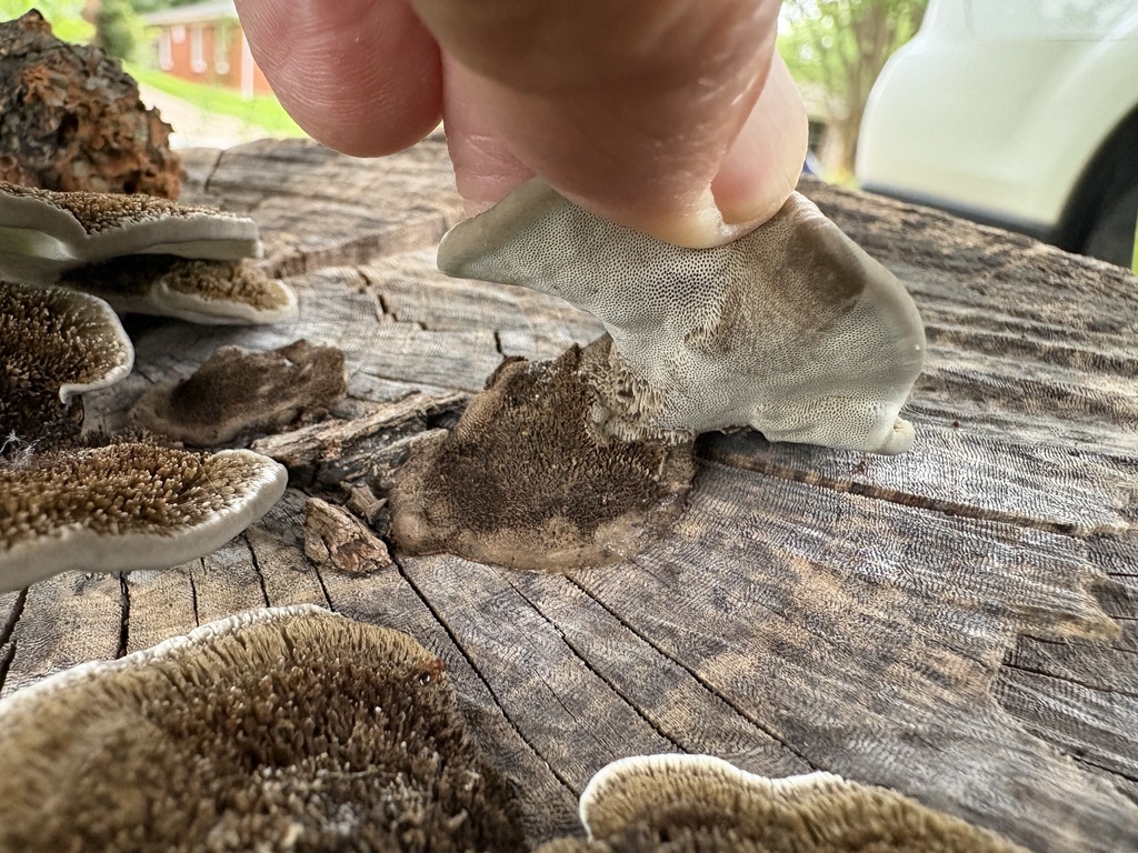 Hairy Hexagonia · June 2026 · photo: Photo: (c) Annika Lindqvist, some rights reserved (CC BY) · iNaturalist