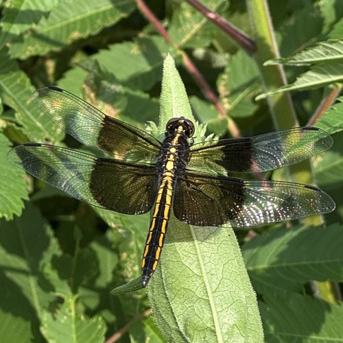 Widow Skimmer