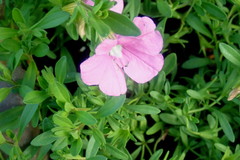 Petunia