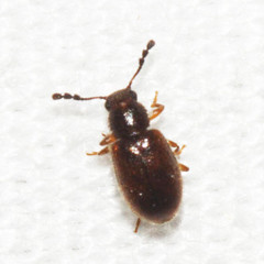 Paratenetus