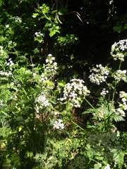 Anthriscus sylvestris