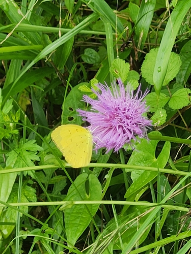 Japanese common grass yellow