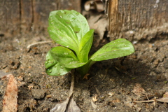 Plantago major