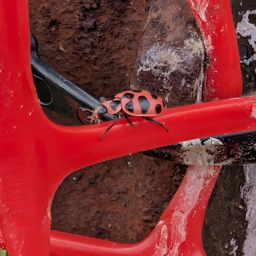 Spotted Pink Lady Beetle