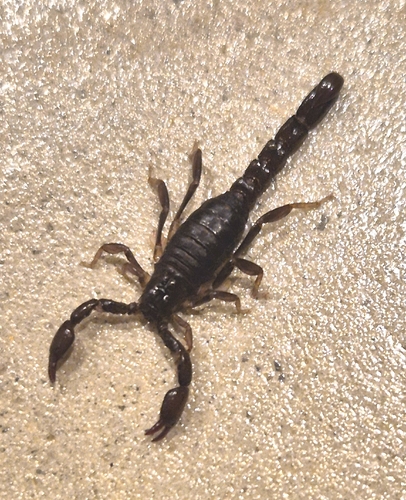 Bothriurus araguayae