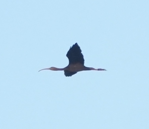Glossy Ibis