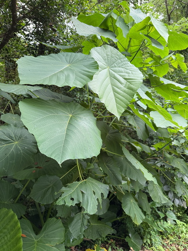 Elephant's Ear