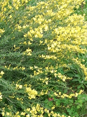 Cytisus × praecox