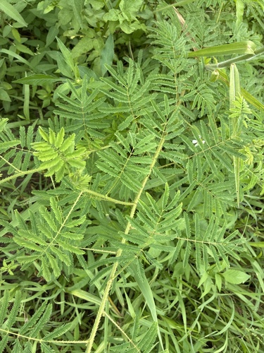 Mimosa diplotricha, photograph 1