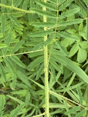 Mimosa diplotricha, photograph (c) Jerome Ko, some rights reserved (CC BY)