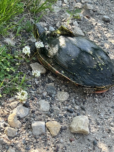 Painted Turtle