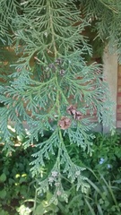 Cupressus × leylandii
