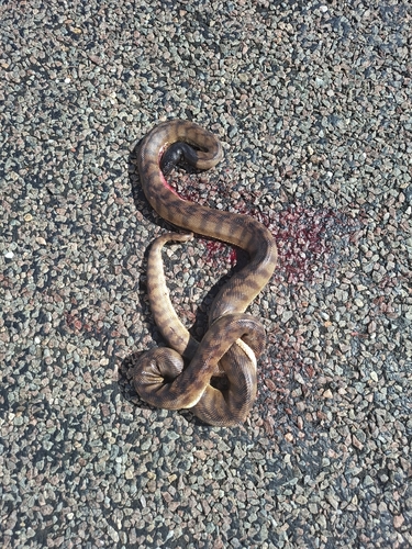Black-headed Python
