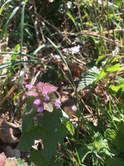 Lamium purpureum