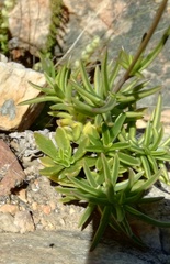 Senecio crassiusculus