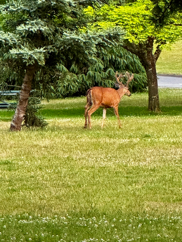 Mule Deer