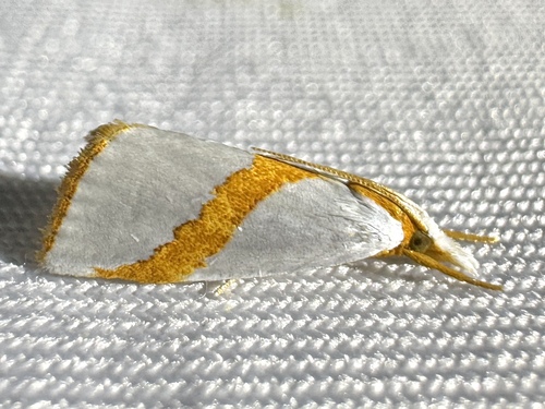 Straight-lined Vaxi Moth photo 4