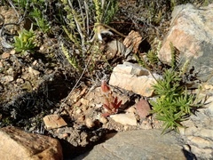 Senecio crassiusculus