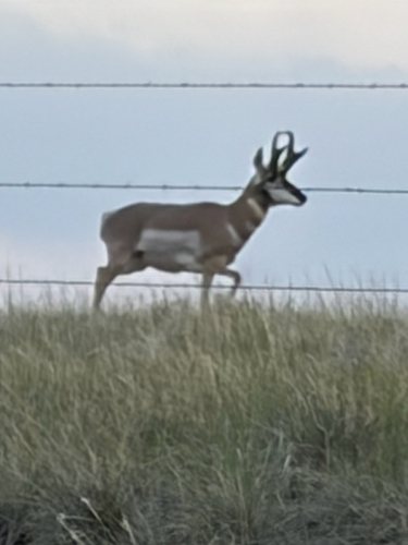 Pronghorn photographed in Colorado
