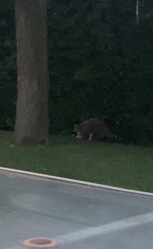 Common Raccoon
