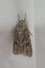 Acronicta impleta