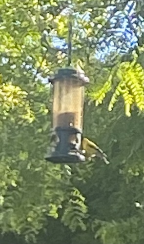 American Goldfinch