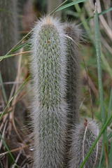 Cleistocactus
