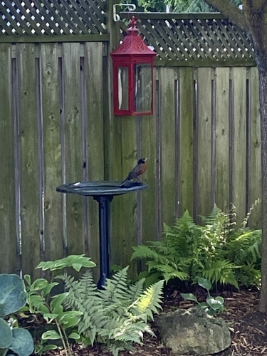 American Robin