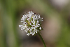 Plectritis macrocera