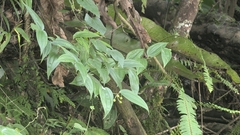 Disporum kawakamii, photograph (c) Cheng-Te Hsu, some rights reserved (CC BY)