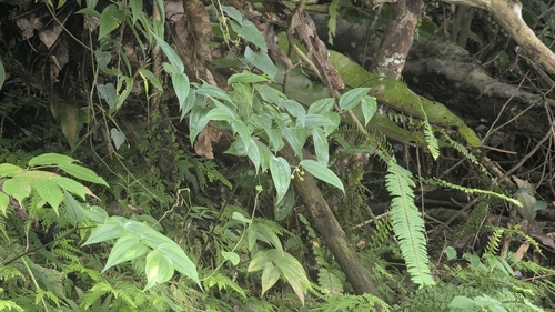 Disporum kawakamii, photograph 5